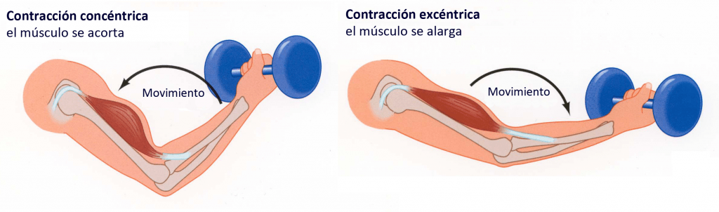 Contracción del musculo