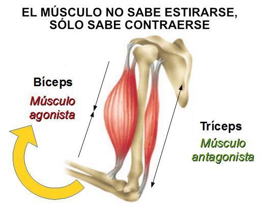 Ejemplo claro de musculo agonista y antagonista